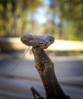 Mantis